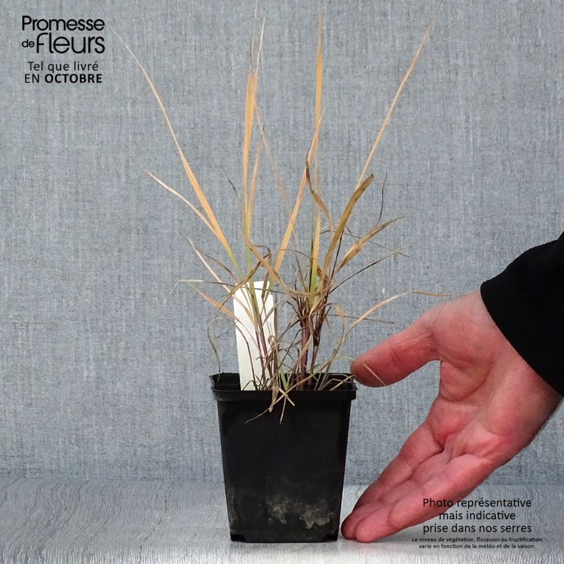 Exemplar von Sorghastrum nutans - Indianergras Kleine Töpfe von 8/9 cm wie im Herbst geliefert