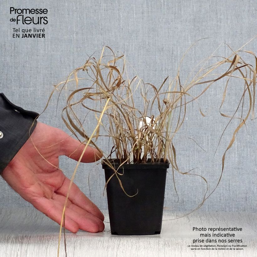 Exemplar von Sorghastrum nutans - Indianergras Kleine Töpfe von 8/9 cm wie im Winter geliefert