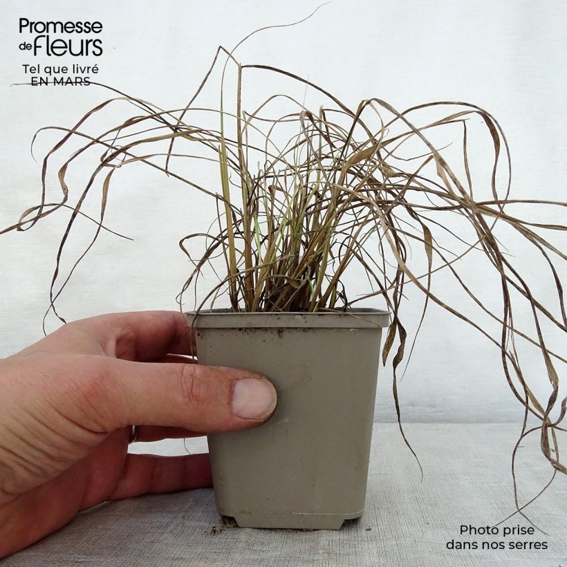 Exemplar von Sorghastrum nutans Sioux Blue - Indianergras Kleine Töpfe von 8/9 cm wie im Frühjahr geliefert