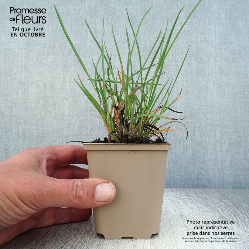Exemplar von Sorghastrum nutans Sioux Blue - Indianergras Kleine Töpfe von 8/9 cm wie im Herbst geliefert