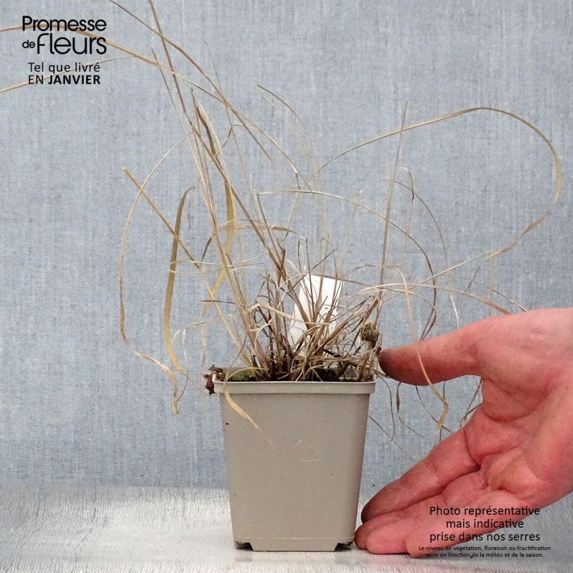 Exemplar von Sorghastrum nutans Sioux Blue - Indianergras Kleine Töpfe von 8/9 cm wie im Winter geliefert