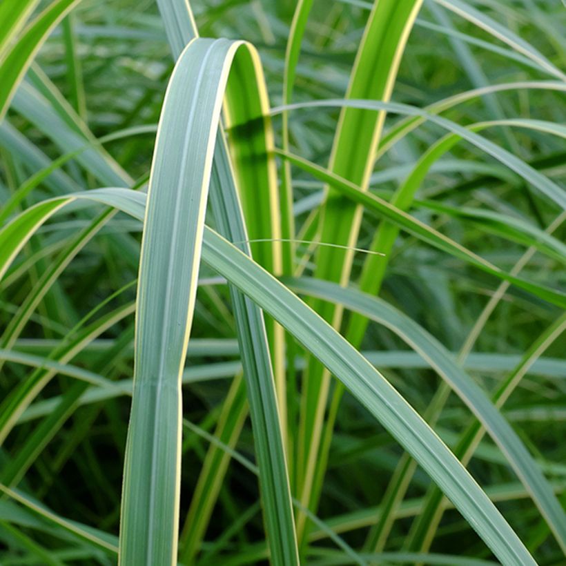 Spartina pectinata Aureomarginata - Goldrand-Schilf (Laub)