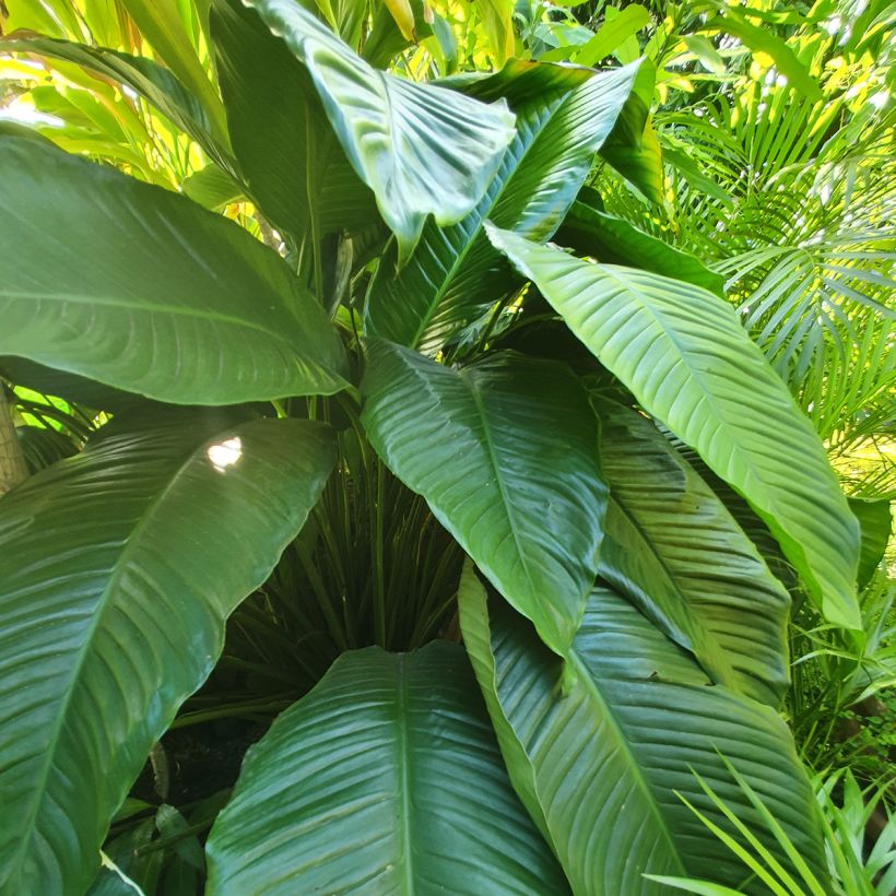 Einblatt - Spathiphyllum Sensation (Laub)