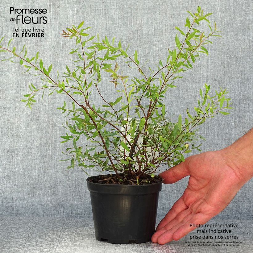 Exemplar von Braut-Spierstrauch Alba - Spiraea arguta Topf mit 1L/1,5L wie im Herbst geliefert