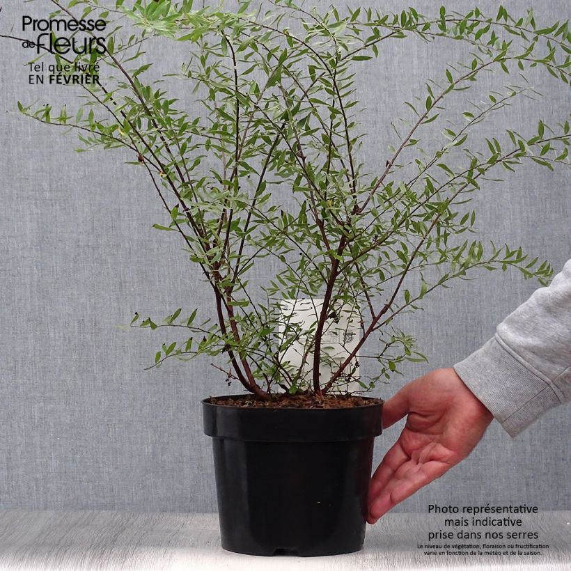 Exemplar von Braut-Spierstrauch Alba - Spiraea arguta Topf mit 3L/4L wie im Herbst geliefert