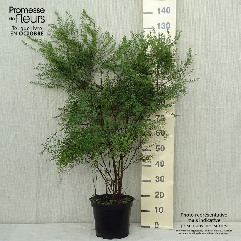 Exemplar von Braut-Spierstrauch Alba - Spiraea arguta Topf mit 7,5L/10L wie im Herbst geliefert