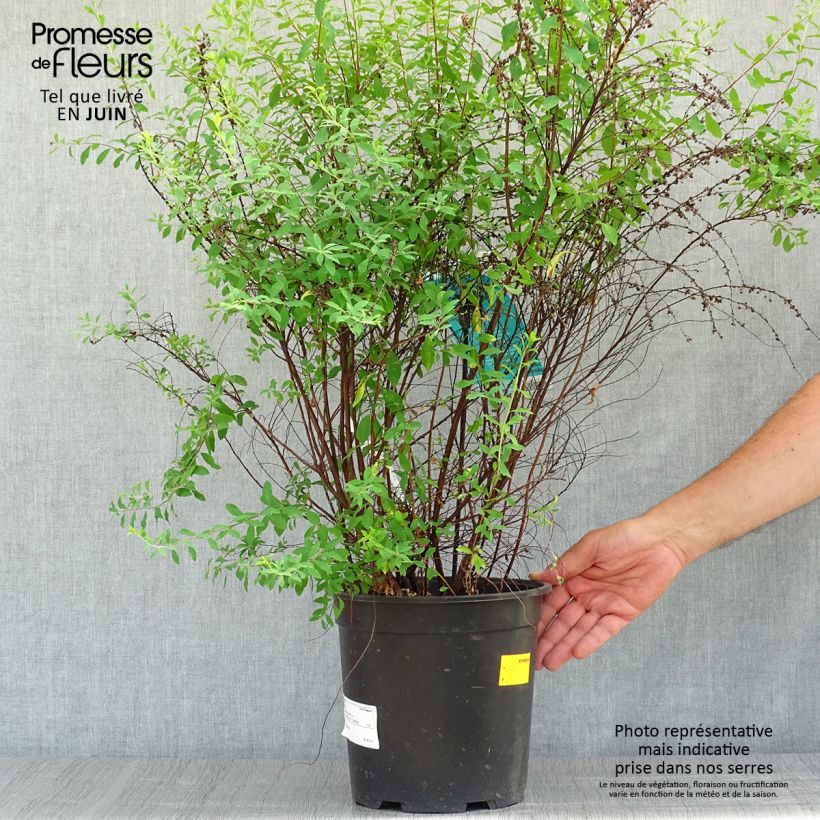 Exemplar von Braut-Spierstrauch Alba - Spiraea arguta Topf mit 7,5L/10L wie im Sommer geliefert