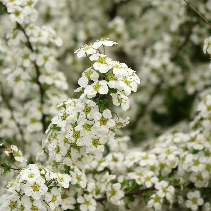 Braut-Spierstrauch Alba - Spiraea arguta (Blüte)