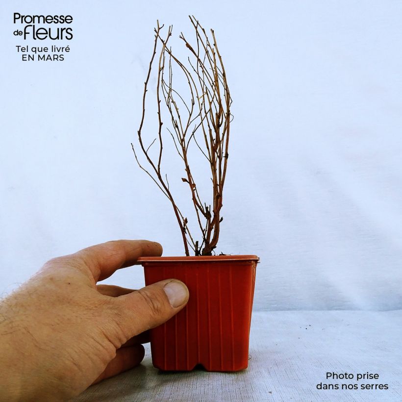 Exemplar von Billiards Spierstrauch - Spiraea billiardii Kleine Töpfe von 8/9 cm wie im Frühjahr geliefert