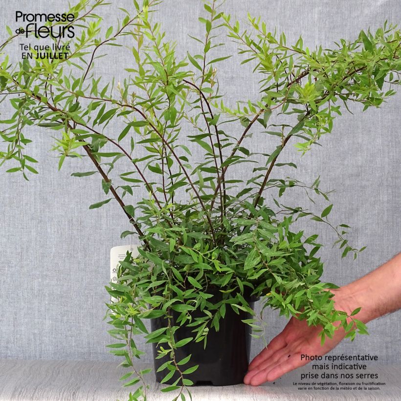 Exemplar von Weiße Rispenspiere Graciosa - Spiraea cinerea Topf mit 2L/3L wie im Sommer geliefert
