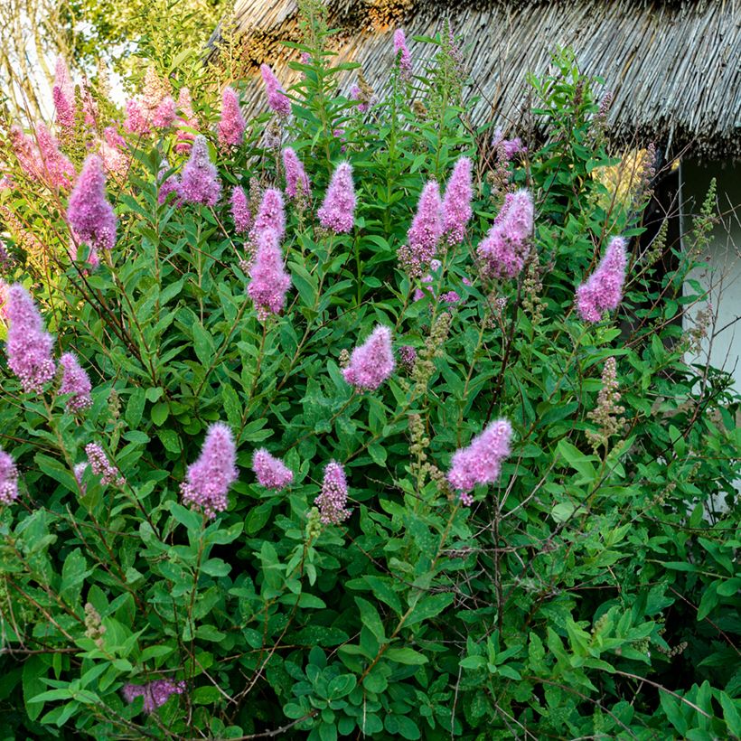 Douglas-Spierstrauch - Spiraea douglasii (Hafen)