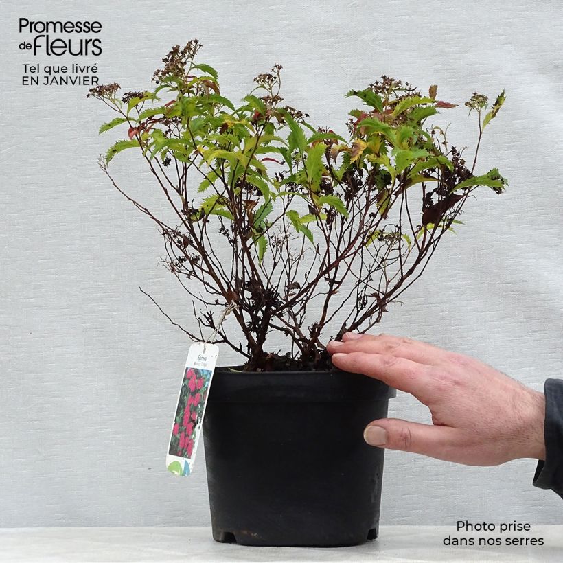 Exemplar von Sommerspiere Crispa - Spiraea japonica Topf mit 1,5L/2L wie im Winter geliefert