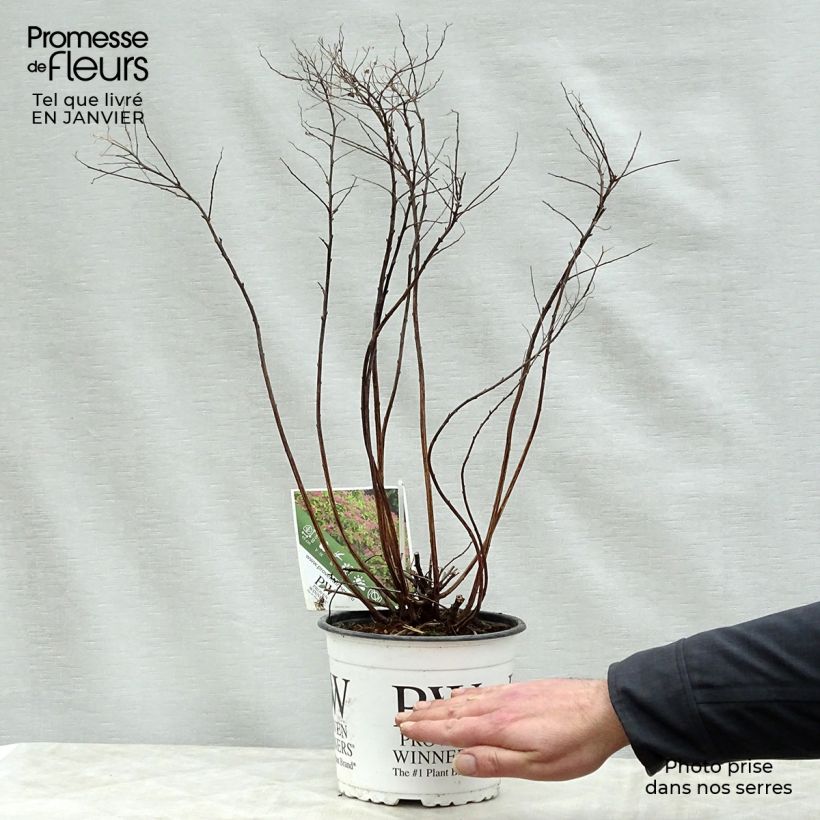 Exemplar von Sommerspiere Double Play Gold - Spiraea japonica Topf mit 2L/3L wie im Winter geliefert