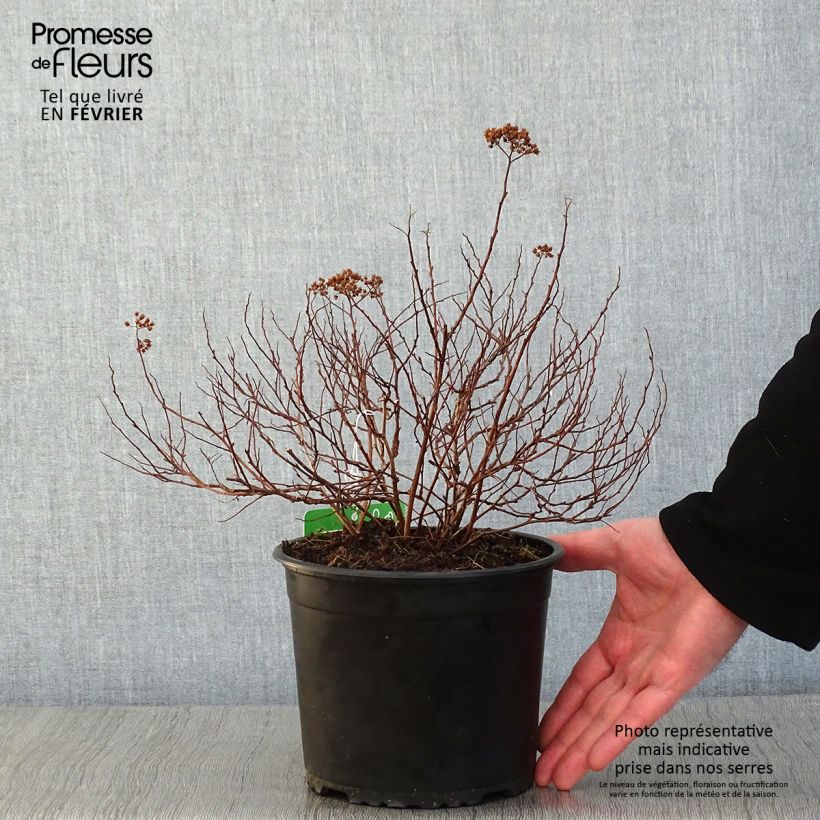 Exemplar von Sommerspiere Merlo Green - Spiraea japonica Topf mit 2L/3L wie im Winter geliefert