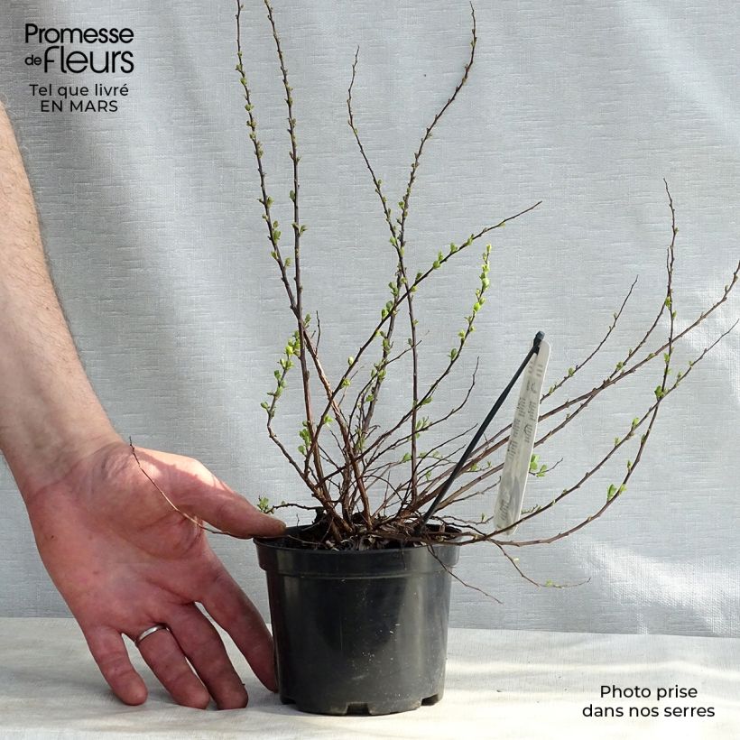 Exemplar von Japanische Strauchspiere Snowmound - Spiraea nipponica Topf mit 1L/1,5L wie im Winter geliefert