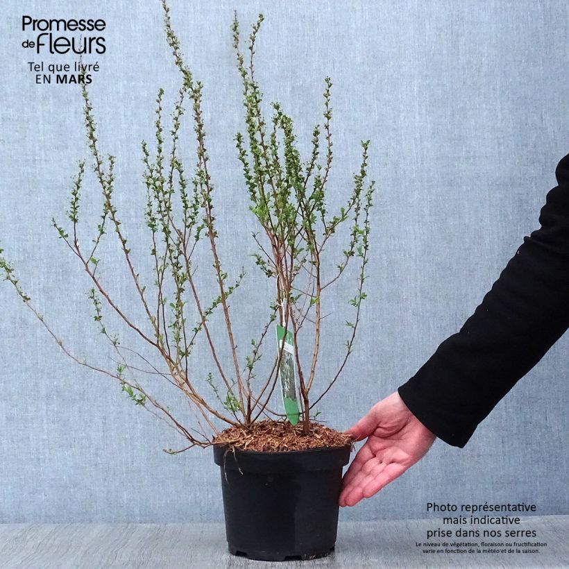 Exemplar von Pflaumenblättriger Spierstrauch Plena - Spiraea prunifolia Topf mit 2L/3L wie im Winter geliefert
