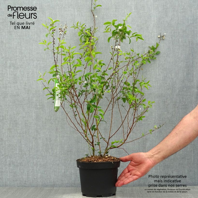 Exemplar von Pflaumenblättriger Spierstrauch Plena - Spiraea prunifolia Topf mit 2L/3L wie im Frühjahr geliefert