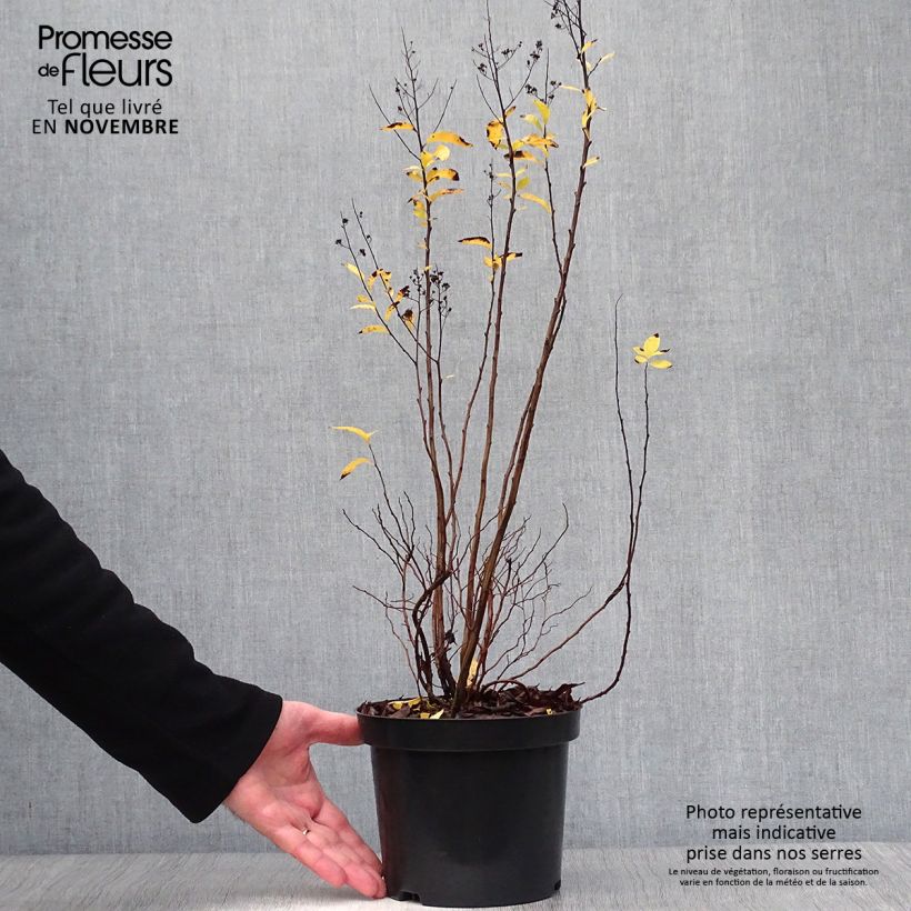 Exemplar von Pflaumenblättriger Spierstrauch - Spiraea prunifolia Topf mit 2L/3L wie im Herbst geliefert