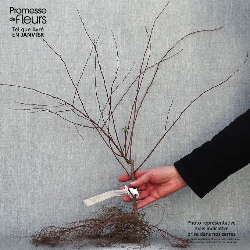 Exemplar von Spierstrauch - Spiraea vanhouttei Wurzelnackt wie im Winter geliefert