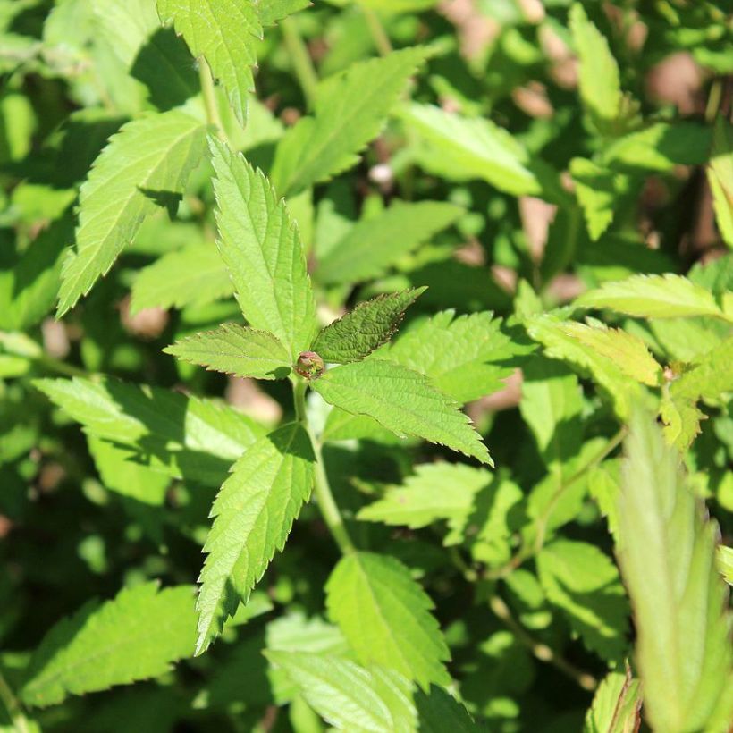 Sommerspiere Darts Red - Spiraea japonica (Laub)