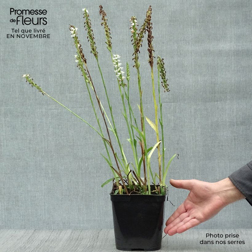 Exemplar von Spiranthes cernua var odorata Chadd's Ford - Drehwurz Topf mit 2L/3L wie im Herbst geliefert