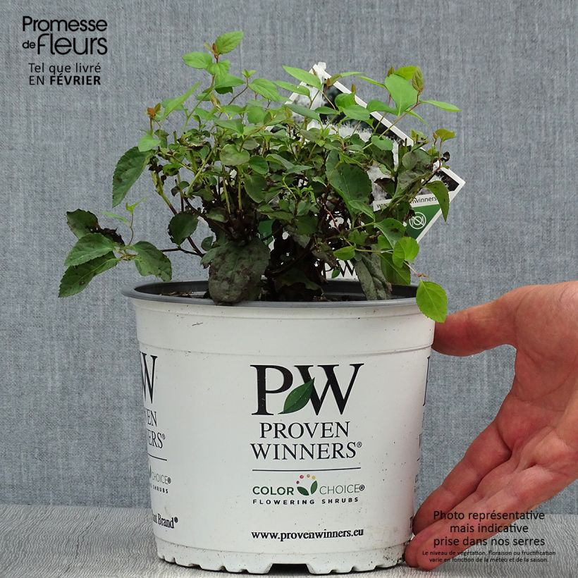 Exemplar von Sommerspiere Double Play Kazoo - Spiraea japonica Topf mit 2L/3L wie im Herbst geliefert