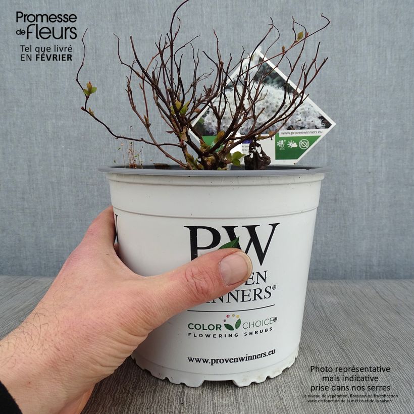 Exemplar von Sommerspiere Double Play Kazoo - Spiraea japonica Topf mit 2L/3L wie im Winter geliefert