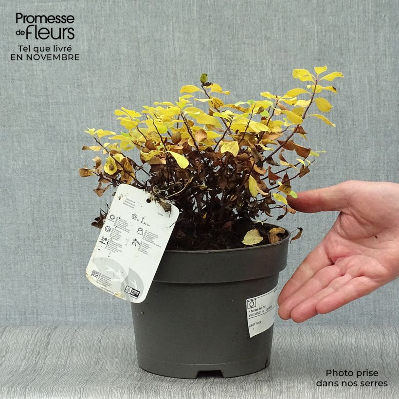 Exemplar von Birkenblättrige Spiere Tor - Spiraea betulifolia Topf mit 3L/4L wie im Herbst geliefert