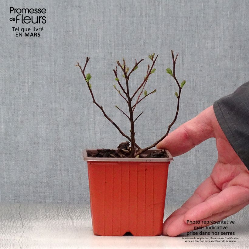 Exemplar von Birkenblättrige Spiere Tor - Spiraea betulifolia Kleine Töpfe von 8/9 cm wie im Frühjahr geliefert