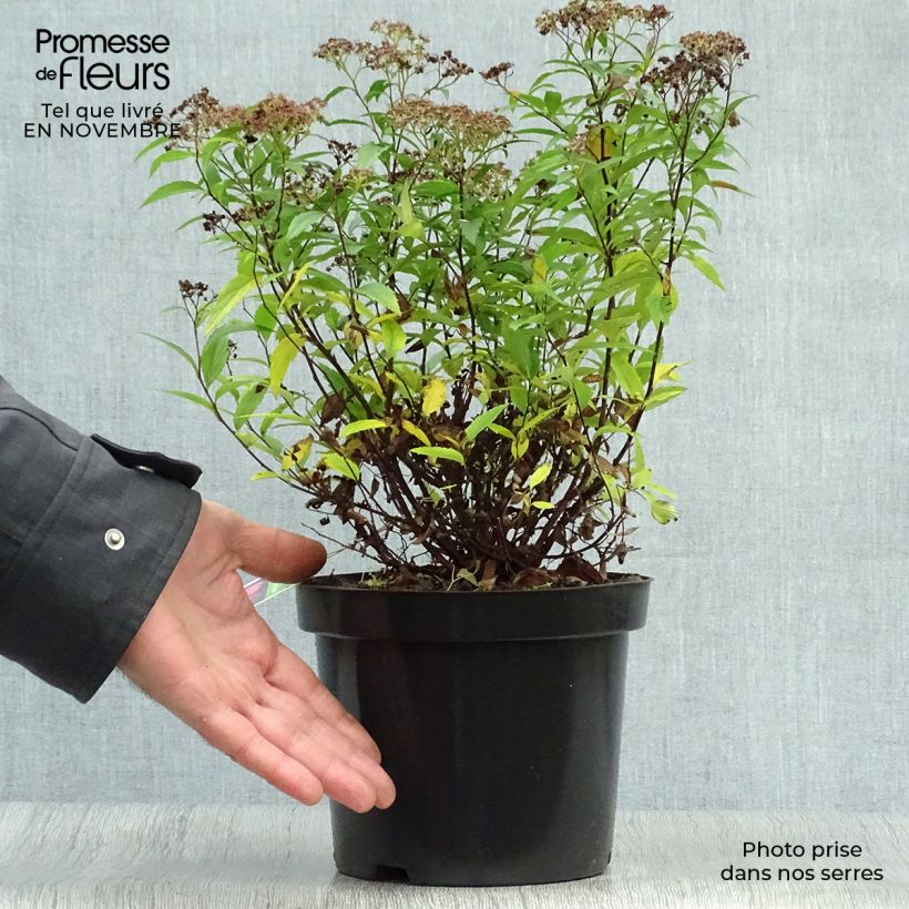 Exemplar von Rote Sommerspiere Anthony Waterer - Spiraea japonica Topf mit 3L/4L wie im Herbst geliefert