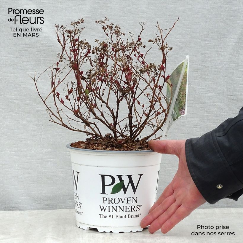 Exemplar von Sommerspiere Double Play Artist - Spiraea japonica Topf mit 2L/3L wie im Frühjahr geliefert
