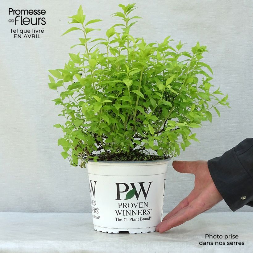 Exemplar von Sommerspiere Double Play Gold - Spiraea japonica Topf mit 2L/3L wie im Frühjahr geliefert