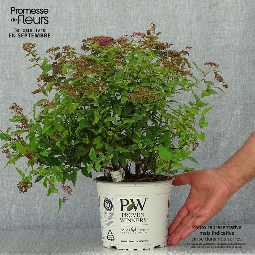 Exemplar von Sommerspiere Double Play Red - Spiraea japonica Topf mit 2L/3L wie im Herbst geliefert