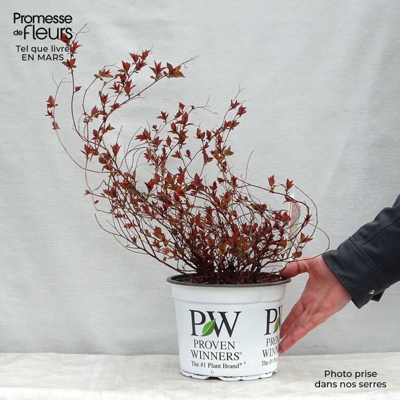 Exemplar von Sommerspiere Double Play Red - Spiraea japonica Topf mit 2L/3L wie im Frühjahr geliefert