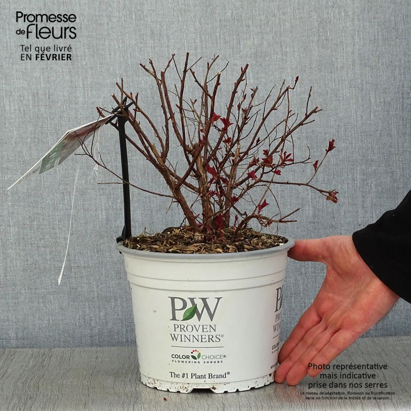 Exemplar von Sommerspiere Double Play Red - Spiraea japonica Topf mit 2L/3L wie im Winter geliefert