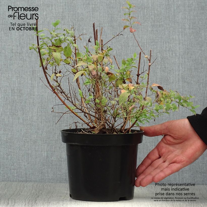 Exemplar von Sommerspiere Firelight - Spiraea japonica Topf mit 3L/4L wie im Herbst geliefert