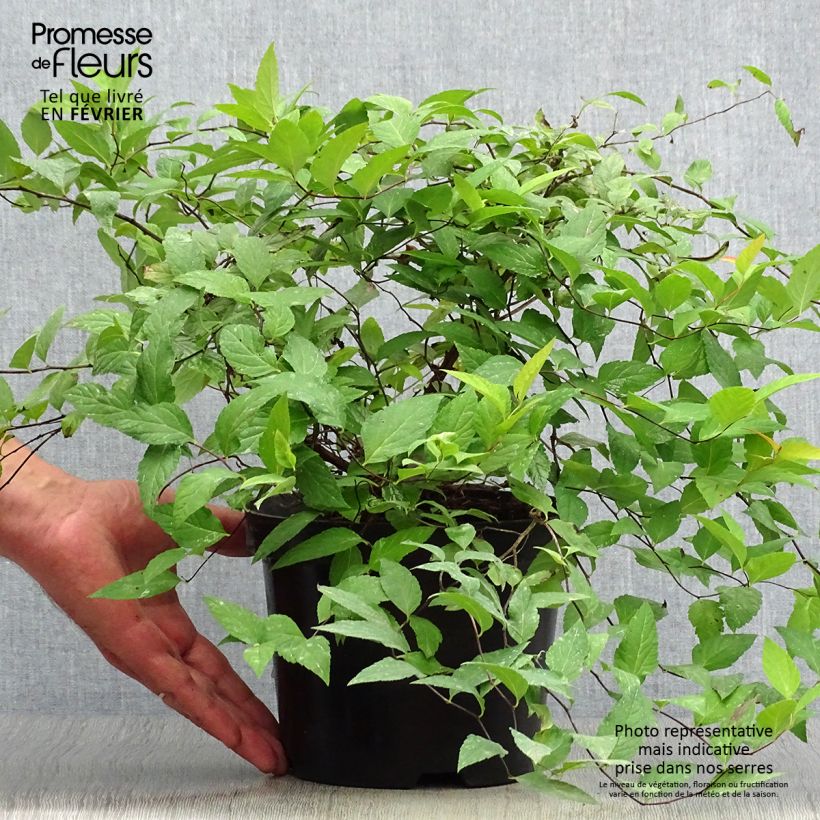 Exemplar von Sommerspiere Goldflame - Spiraea japonica Topf mit 2L/3L wie im Herbst geliefert