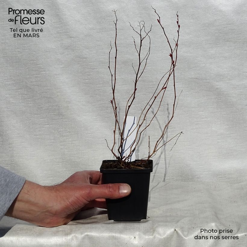 Exemplar von Sommerspiere Goldflame - Spiraea japonica Kleine Töpfe von 8/9 cm wie im Frühjahr geliefert