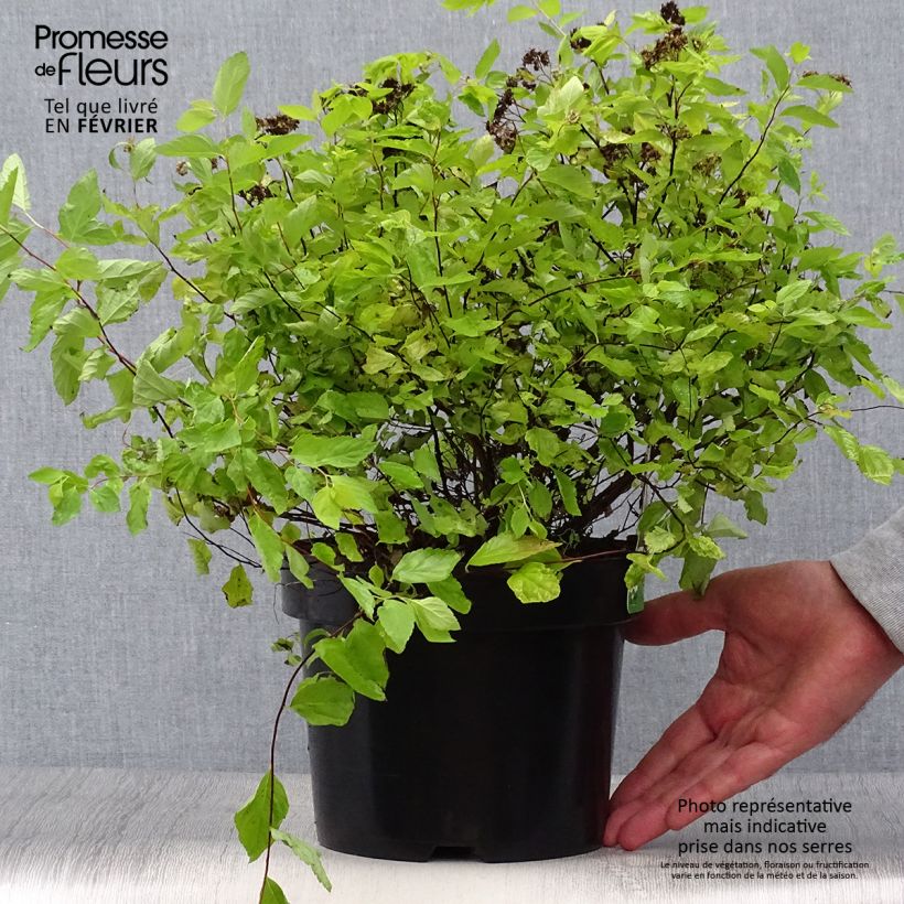 Exemplar von Sommerspiere Goldmound - Spiraea japonica Topf mit 2L/3L wie im Herbst geliefert