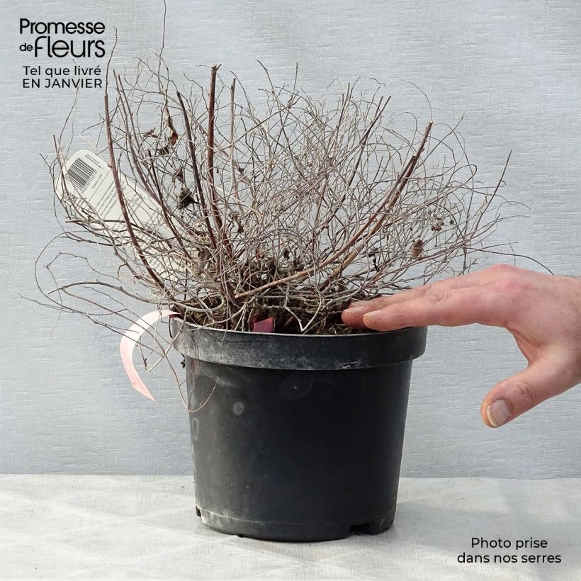 Exemplar von Sommerspiere Goldmound - Spiraea japonica Topf mit 2L/3L wie im Winter geliefert