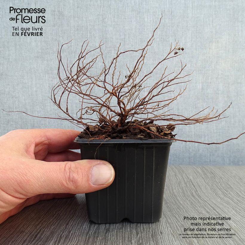 Exemplar von Sommerspiere Little Princess - Spiraea japonica Kleine Töpfe von 8/9 cm wie im Winter geliefert