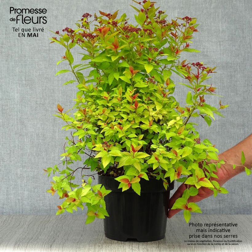 Exemplar von Sommerspiere Magic Carpet - Spiraea japonica Topf mit 2L/3L wie im Frühjahr geliefert