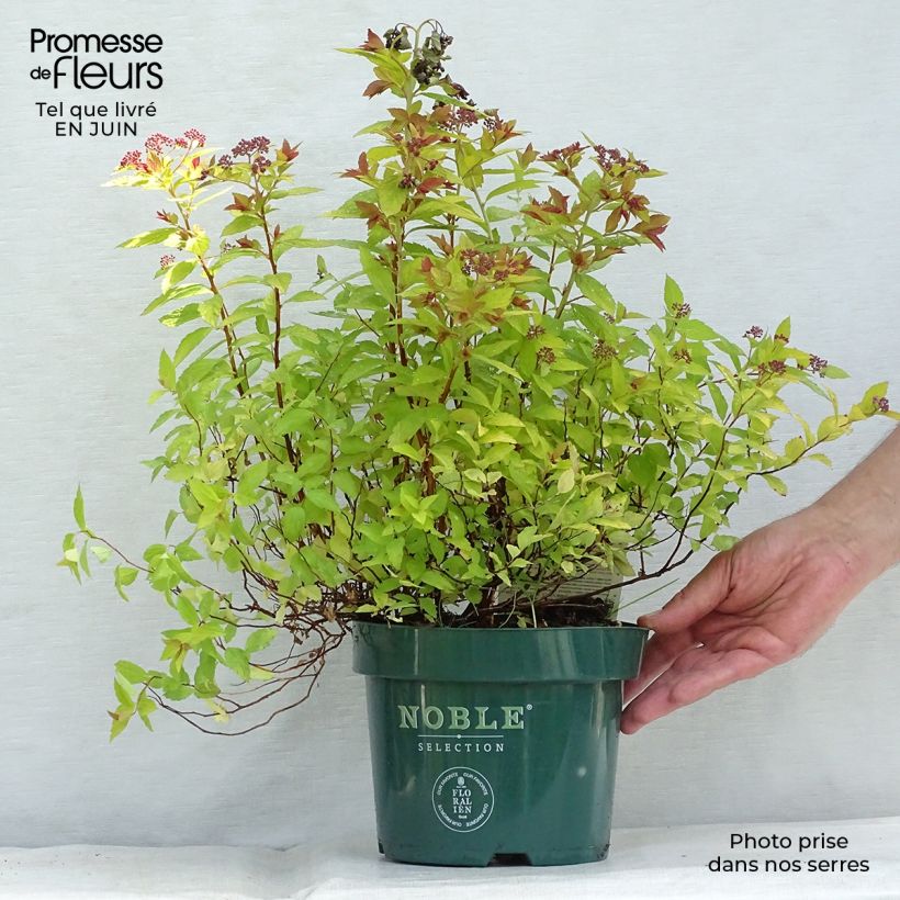 Exemplar von Sommerspiere Magic Carpet - Spiraea japonica Topf mit 2L/3L wie im Sommer geliefert
