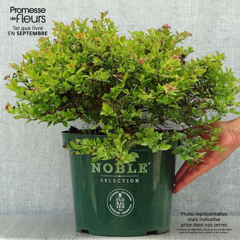 Exemplar von Sommerspiere Magic Carpet - Spiraea japonica Topf mit 4L/5L wie im Herbst geliefert