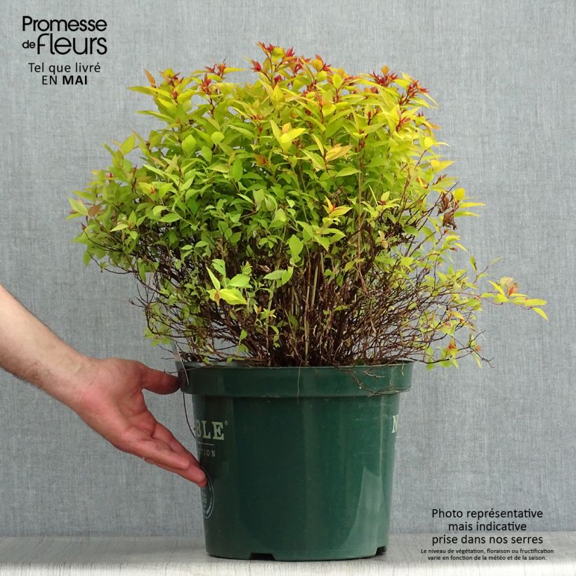 Exemplar von Sommerspiere Magic Carpet - Spiraea japonica Topf mit 4L/5L wie im Frühjahr geliefert