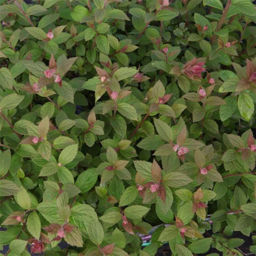 Sommerspiere Nana - Spiraea japonica (Laub)