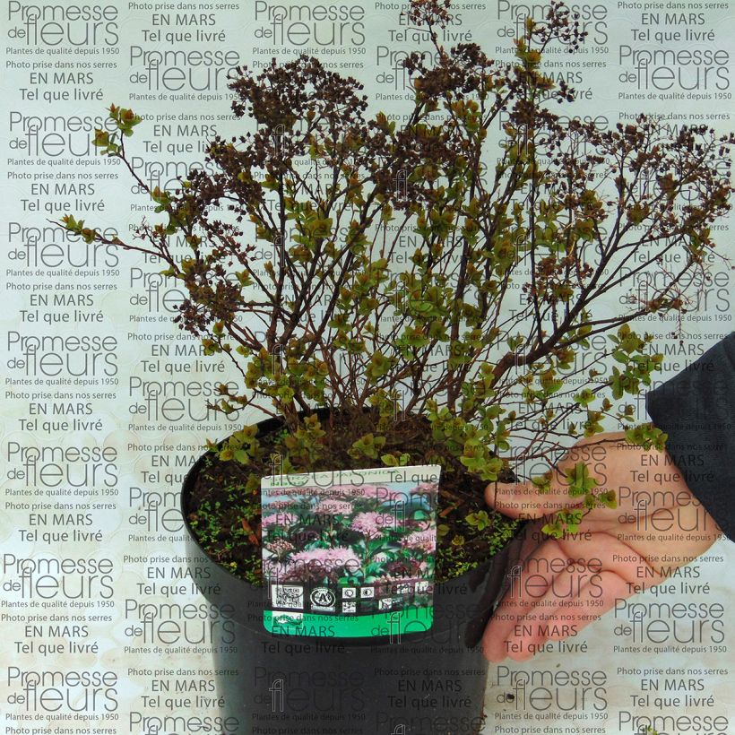 Beispiel eines Exemplars von Sommerspiere Nana - Spiraea japonica Topf mit 3L/4L wie geliefert