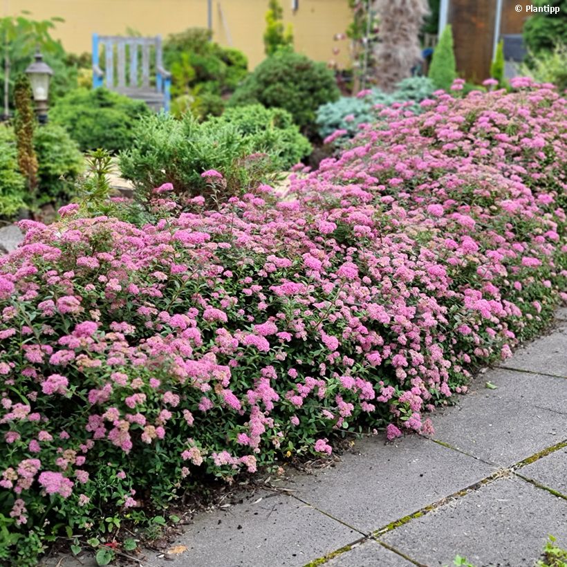 Sommerspiere Odessa - Spiraea japonica (Hafen)