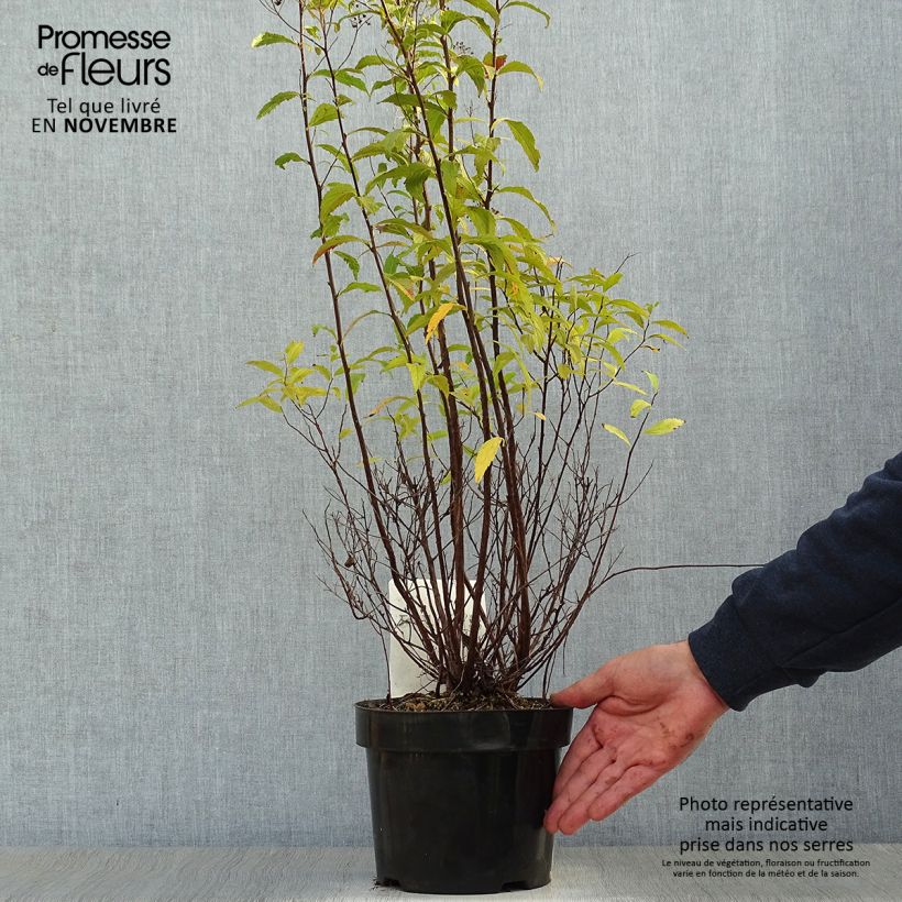 Exemplar von Sommerspiere Shirobana Genpei - Spiraea japonica Topf mit 2L/3L wie im Herbst geliefert