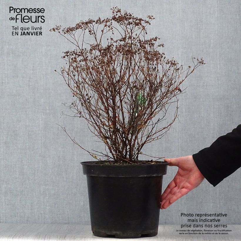 Exemplar von Sommerspiere Shirobana Genpei - Spiraea japonica Topf mit 7,5L/10L wie im Winter geliefert
